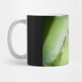 A Flat Abdomen Crab Spider (Camaricus maugei) Mug